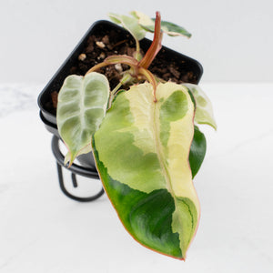 Philodendron 'Billietiae' albo variegated (wk36-U63)