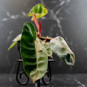 Philodendron 'Billietiae' albo variegated (wk43-U63)