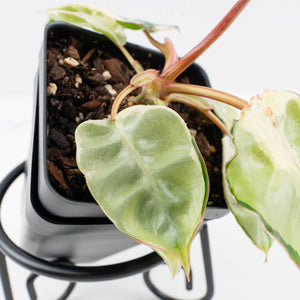 Philodendron 'Billietiae' albo variegated (wk36-U63)
