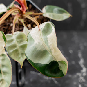 Philodendron 'Billietiae' albo variegated (wk43-U63)