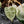 Philodendron 'Billietiae' albo variegated (wk43-U63)