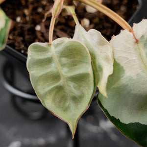 Philodendron 'Billietiae' albo variegated (wk43-U63)