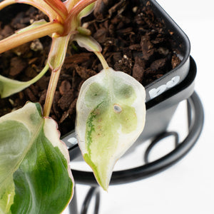 Philodendron 'Billietiae' albo variegated (wk36-U63)