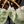 Philodendron 'Billietiae' albo variegated (wk43-U63)