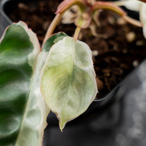 Philodendron 'Billietiae' albo variegated (wk43-U63)