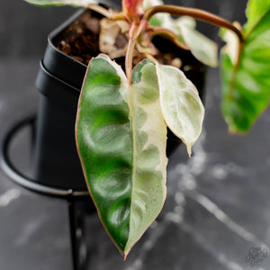 Philodendron 'Billietiae' albo variegated (wk43-U63)