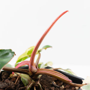 Philodendron 'Billietiae' albo variegated (wk37-U68)