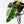Philodendron 'Billietiae' albo variegated (wk37-U68)