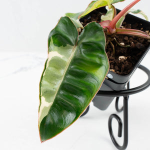 Philodendron 'Billietiae' albo variegated (wk37-U68)