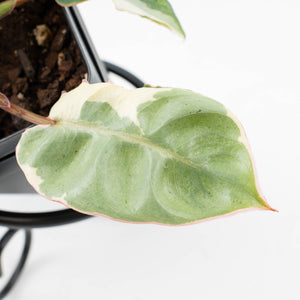 Philodendron 'Billietiae' albo variegated (wk37-U68)