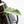 Philodendron 'Billietiae' albo variegated (wk37-U68)