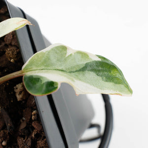 Philodendron 'Billietiae' albo variegated (wk37-U68)