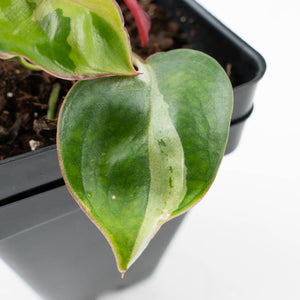 Philodendron 'Billietiae' albo variegated (wk37-U68)