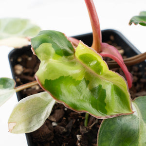 Philodendron 'Billietiae' albo variegated (wk37-U68)