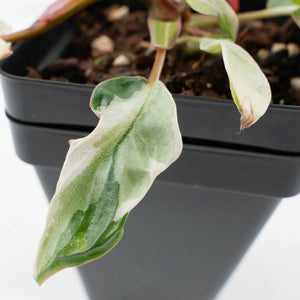 Philodendron 'Billietiae' albo variegated (wk37-U68)