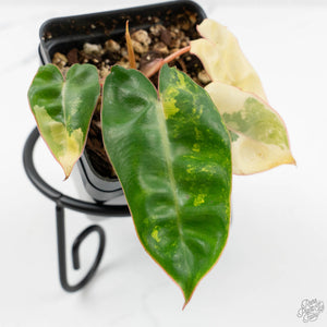 Philodendron 'Billietiae' Variegated (wk16-G)