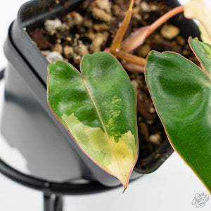 Philodendron 'Billietiae' Variegated (wk16-G)