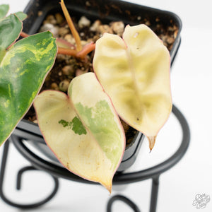 Philodendron 'Billietiae' Variegated (wk16-G)