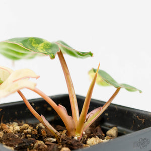 Philodendron 'Billietiae' Variegated (wk16-G)