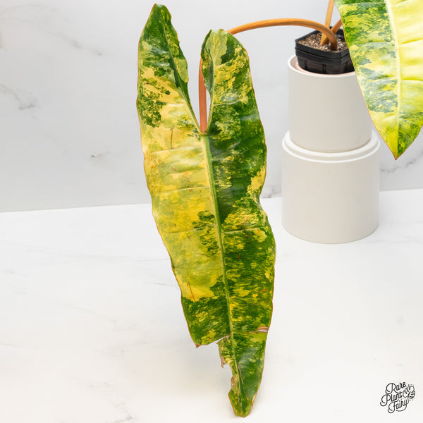 Philodendron 'Billietiae' Variegated (wk51-B)
