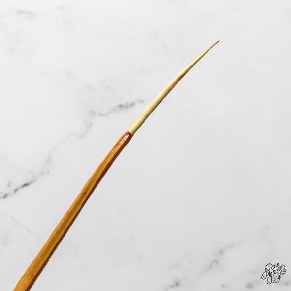 Philodendron 'Billietiae' Variegated (wk51-B)