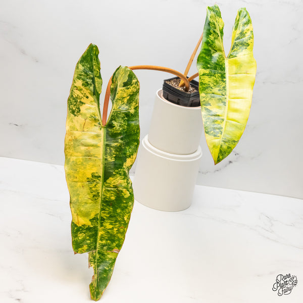 Philodendron 'Billietiae' Variegated (wk51-B)