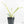 Philodendron Bipinnatifidum 'Tortum' Albo Variegated (wk18-C)