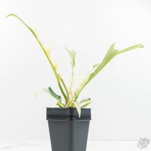 Philodendron Bipinnatifidum 'Tortum' Albo Variegated (wk18-C)