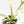 Philodendron Bipinnatifidum 'Tortum' Albo Variegated (wk18-C)