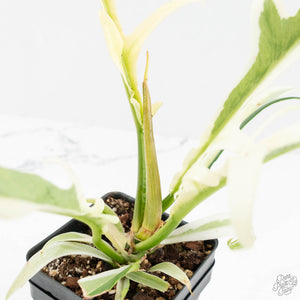 Philodendron Bipinnatifidum 'Tortum' Albo Variegated (wk18-C)