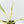 Philodendron Bipinnatifidum 'Tortum' Albo Variegated (wk18-C)