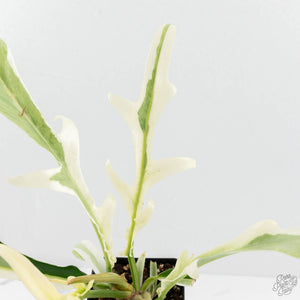 Philodendron Bipinnatifidum 'Tortum' Albo Variegated (wk18-C)