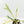 Philodendron Bipinnatifidum 'Tortum' Albo Variegated (wk18-C)
