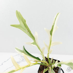 Philodendron Bipinnatifidum 'Tortum' Albo Variegated (wk18-C)