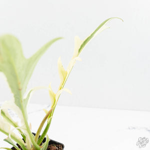 Philodendron Bipinnatifidum 'Tortum' Albo Variegated (wk18-C)