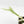 Philodendron Bipinnatifidum 'Tortum' Albo Variegated (wk18-C)