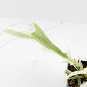Philodendron Bipinnatifidum 'Tortum' Albo Variegated (wk18-C)