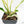Philodendron Bipinnatifidum 'Tortum' Albo Variegated (wk18-C)