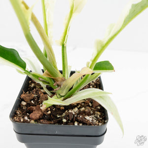 Philodendron Bipinnatifidum 'Tortum' Albo Variegated (wk18-C)