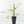 Philodendron Bipinnatifidum 'Tortum' Albo Variegated (wk32-F)