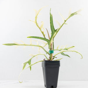 Philodendron Bipinnatifidum 'Tortum' Albo Variegated (wk32-F)