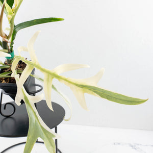 Philodendron Bipinnatifidum 'Tortum' Albo Variegated (wk32-F)