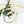 Philodendron Bipinnatifidum 'Tortum' Albo Variegated (wk32-F)