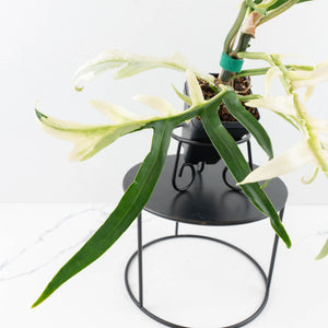 Philodendron Bipinnatifidum 'Tortum' Albo Variegated (wk32-F)