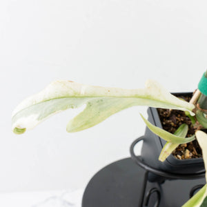 Philodendron Bipinnatifidum 'Tortum' Albo Variegated (wk32-F)