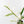 Philodendron Bipinnatifidum 'Tortum' Albo Variegated (wk32-F)