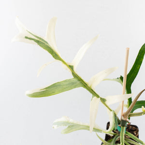 Philodendron Bipinnatifidum 'Tortum' Albo Variegated (wk32-F)