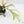 Philodendron Bipinnatifidum 'Tortum' Albo Variegated (wk28-G)