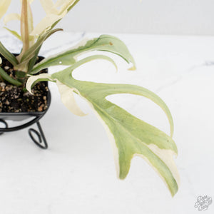 Philodendron Bipinnatifidum 'Tortum' Albo Variegated (wk28-G)