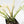 Philodendron Bipinnatifidum 'Tortum' Albo Variegated (wk28-G)